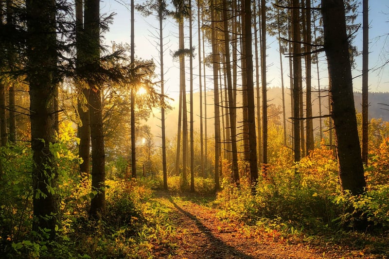 Forest Sunlight